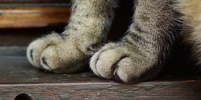 Declawing-1200x600